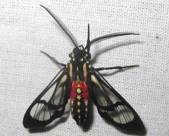 Poecilosoma eone