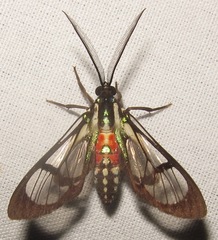 Poecilosoma eone