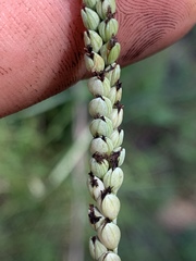 Paspalum laeve