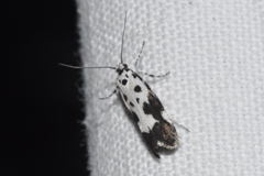 Ethmia quadrillella