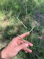 Paspalum laeve