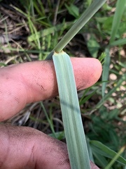 Paspalum laeve