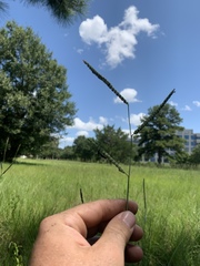 Paspalum laeve