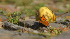 Polygonia c-album