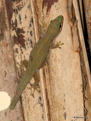 Phelsuma modesta