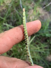 Paspalum laeve
