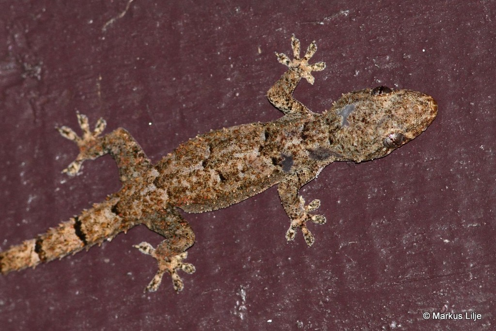 Farquhar Half-toed Gecko