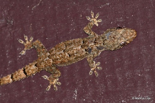 Farquhar Half-toed Gecko