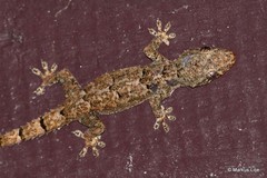 Hemidactylus mercatorius