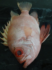 Pristigenys serrula