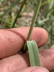 Paspalum laeve