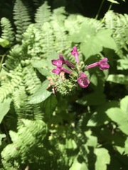 Stachys chamissonis cooleyae