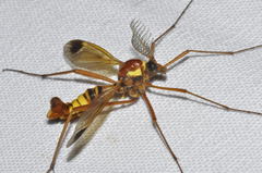 Ctenophora ornata