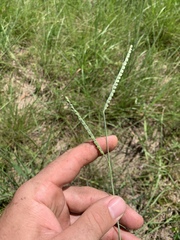 Paspalum laeve