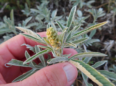 Ambrosia grayi
