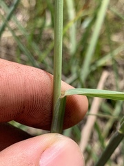 Paspalum laeve