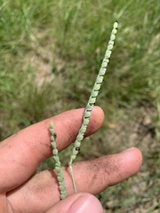 Paspalum laeve