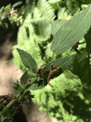 Stachys chamissonis cooleyae