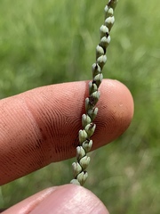 Paspalum laeve