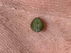 Paspalum laeve