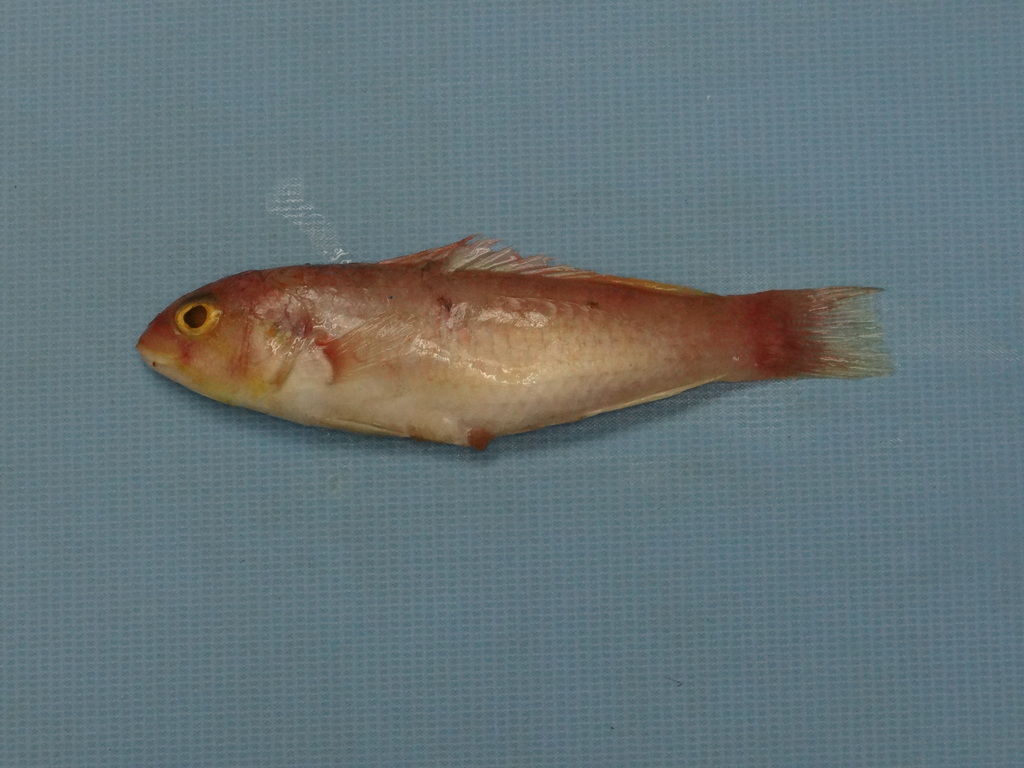 Blackspot Wrasse