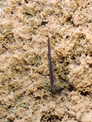 Hydrometra stagnorum