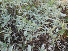 Ambrosia grayi