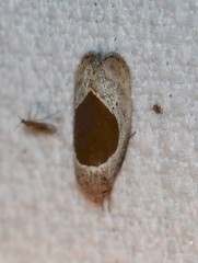 Hoplomorpha abalienella
