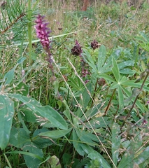 Lupinus polyphyllus