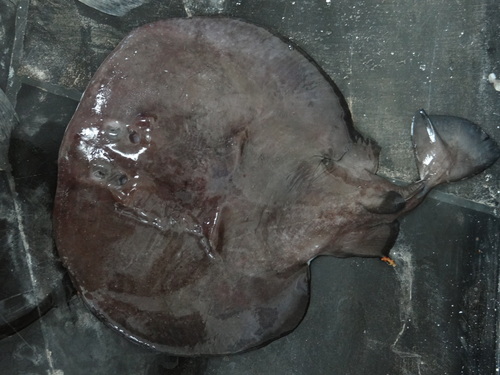 Chilean torpedo (Tetronarce tremens) — Torpedinidae — 3