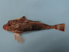 Prionotus stephanophrys