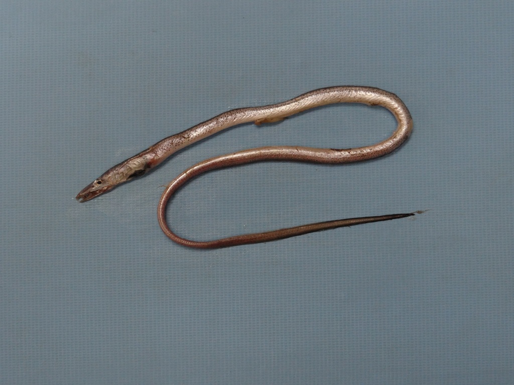 Silver Pikeconger