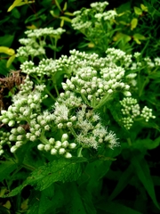 Eupatorium perfoliatum