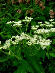 Eupatorium perfoliatum