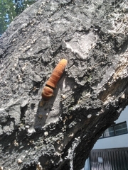 Papilio multicaudata