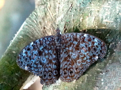 Hamadryas atlantis lelaps