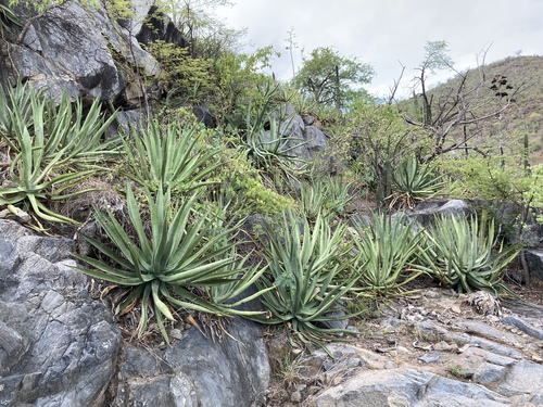 Baja California Sur Century Agave