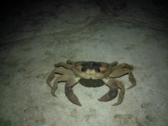 Gecarcinus