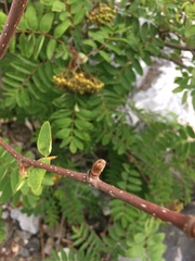 Sorbus aucuparia
