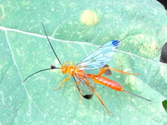 Labeninae