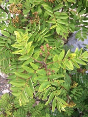 Sorbus aucuparia