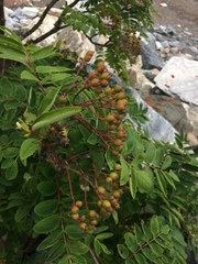 Sorbus aucuparia