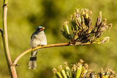 Aphelocoma wollweberi