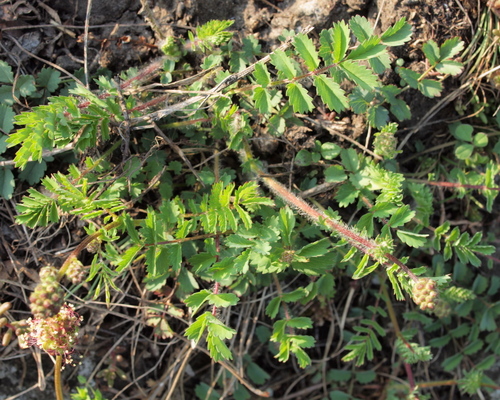 Quemagrasas Abdominal, - Fingrass sibutramina Bolivia