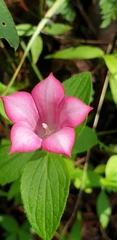 Spigelia scabrella