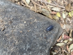 Venezillo stuckchensis