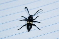 Lissonotus flavocinctus