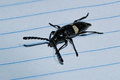 Lissonotus flavocinctus