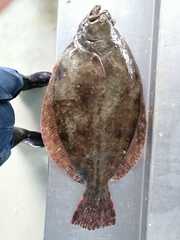 Paralichthys woolmani