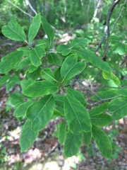 Ilex mucronata image